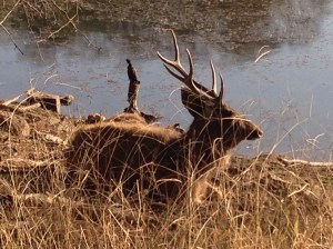 No tigers scaring this guy